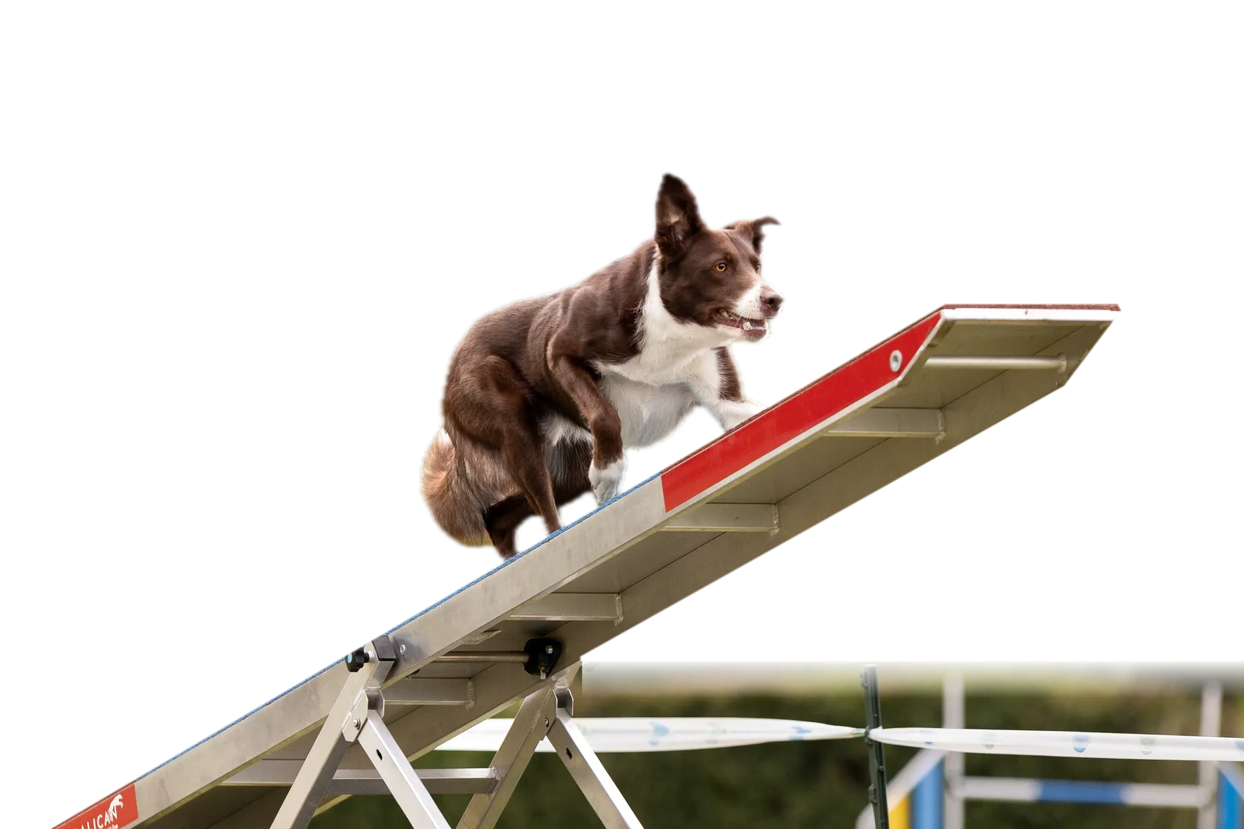 Pies na huśtawce podczas biegu agility